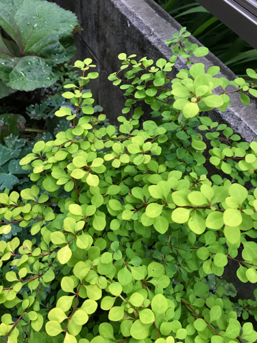 カラーリーフの植栽 : 花の庭づくり庭ぐらしガーデニングキララ カラーリーフの植栽 : 花の庭づくり庭ぐらしガーデニングキララ