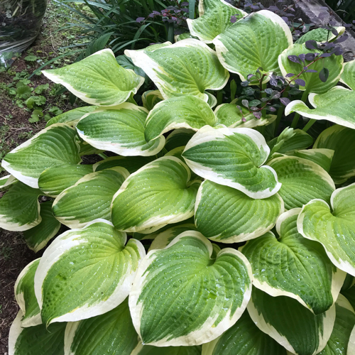 カラーリーフの植栽 : 花の庭づくり庭ぐらしガーデニングキララ カラーリーフの植栽 : 花の庭づくり庭ぐらしガーデニングキララ