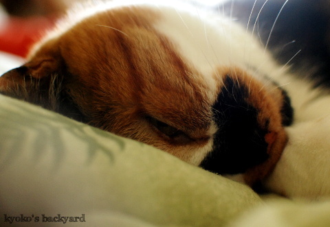 猫と下僕のルーティン_b0253205_05530136.jpg