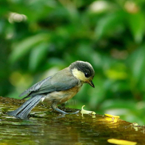 山雀幼鳥の水場通い! GGY_d0346713_08220331.jpg