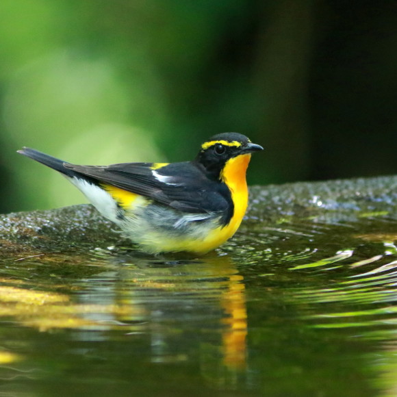 久し振り！お山の水場のキビタキ　　　　ＧＧＹ_d0346713_18355217.jpg