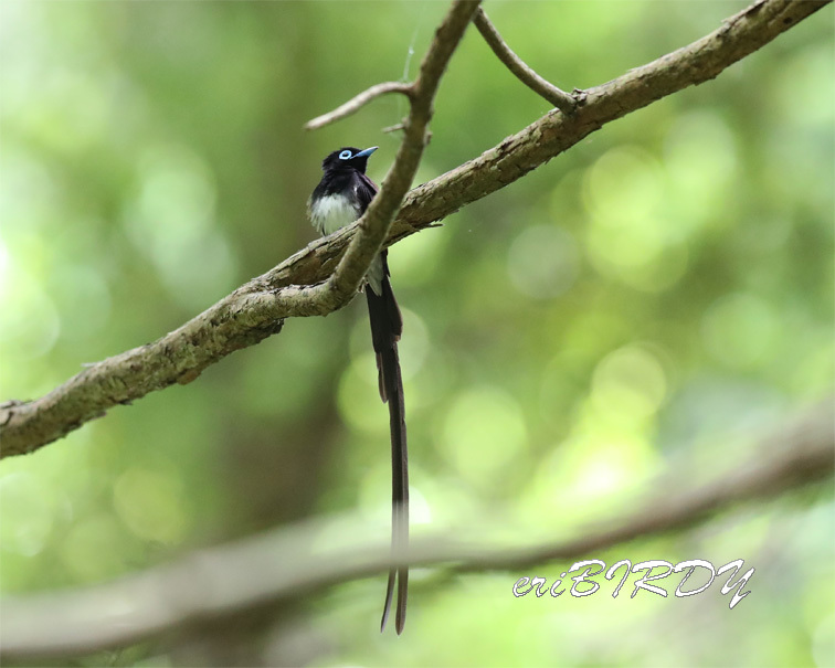 サンコウチョウ 2019.6.4 _e0276114_18330314.jpg