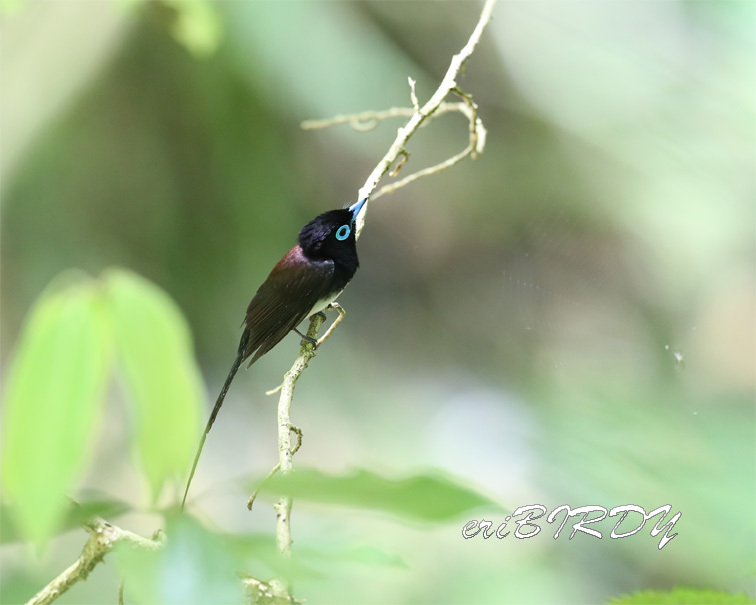 サンコウチョウ　2019.6.4 _e0276114_18372400.jpg