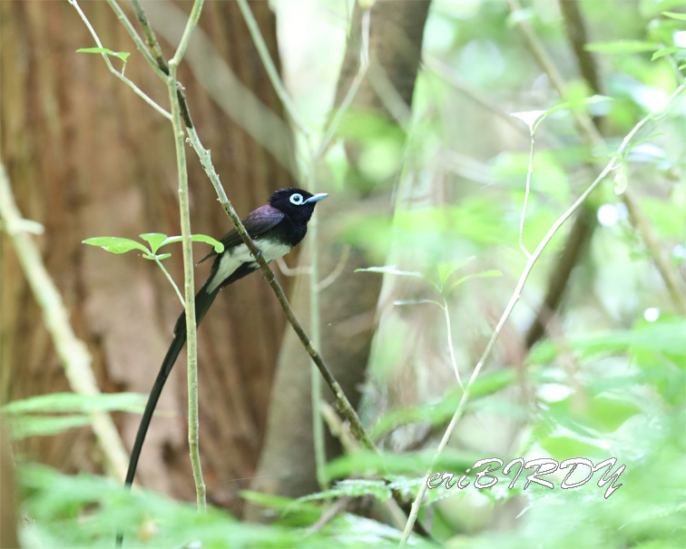 サンコウチョウ　2019.6.4 _e0276114_18382619.jpg