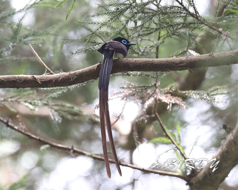 サンコウチョウ 2019.6.4 _e0276114_18383726.jpg