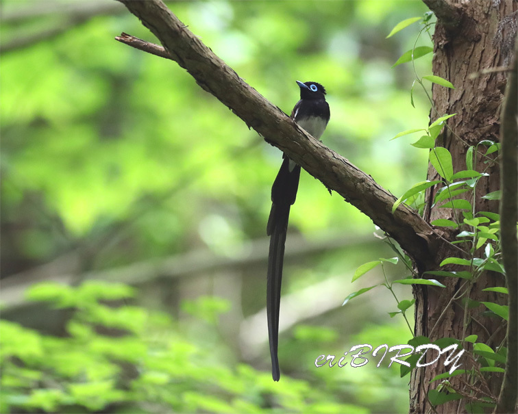 サンコウチョウ 2019.6.4 _e0276114_18390311.jpg