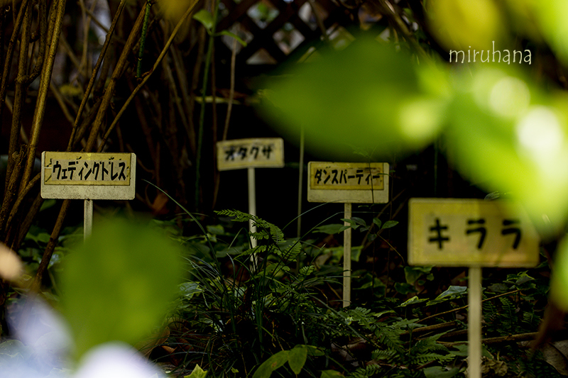 秘密のあじさい小径。_c0037519_21050617.jpg