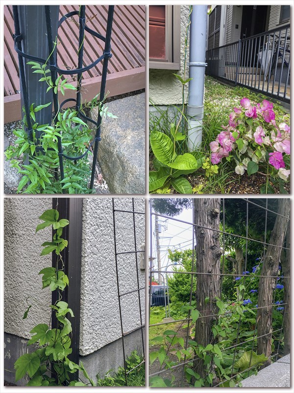 秘密のあじさい小径。_c0037519_21084581.jpg