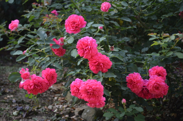 d0096422_22080913.jpg