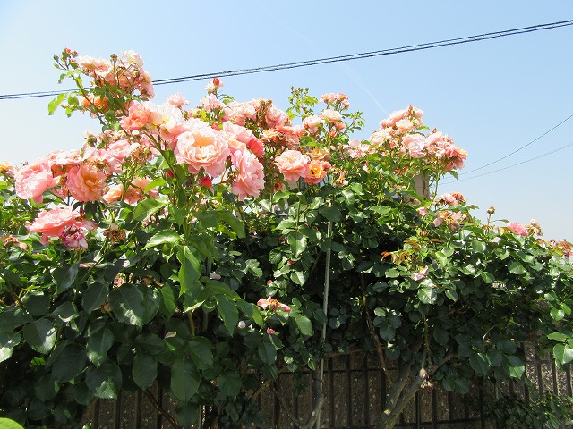 e0072023_21103031.jpg