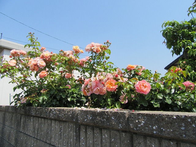 e0072023_2110537.jpg