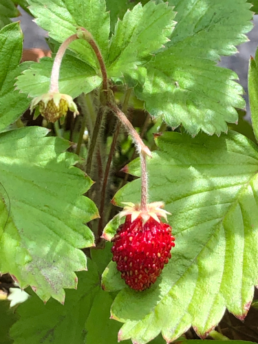 f0327534_10371699.jpg