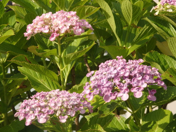a0054240_19400225.jpg