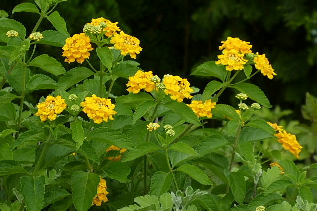 紫陽花、薔薇、カンパニュラ、ハアザミ、柳花笠、ランタナ、ツバメの子_a0030958_22361245.jpg