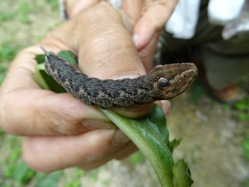 植物＆昆虫観察会・・・みさき里山クラブ＜フリー活動日＞・・・孝子の森_c0108460_18323747.jpg