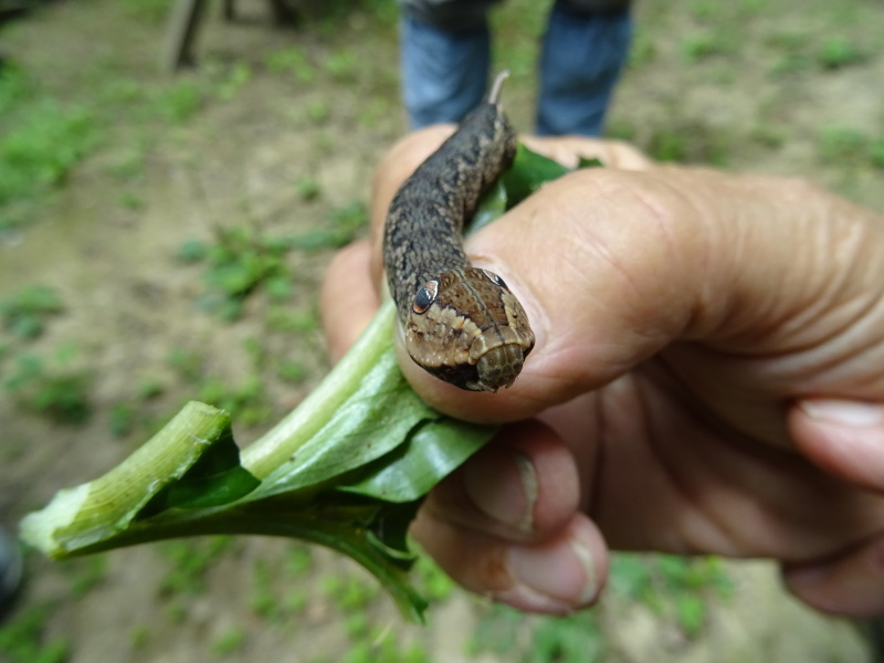 植物＆昆虫観察会・・・みさき里山クラブ＜フリー活動日＞・・・孝子の森_c0108460_18323795.jpg