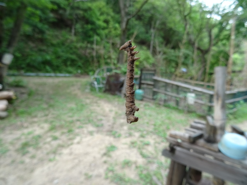 植物＆昆虫観察会・・・みさき里山クラブ＜フリー活動日＞・・・孝子の森_c0108460_18361470.jpg