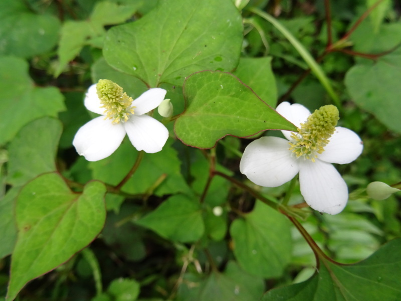 植物＆昆虫観察会・・・みさき里山クラブ＜フリー活動日＞・・・孝子の森_c0108460_18440795.jpg