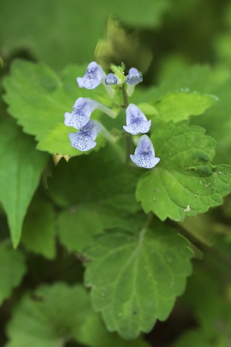 花も_d0367460_06303924.jpg