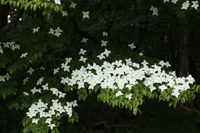 花も_d0367460_06312262.jpg