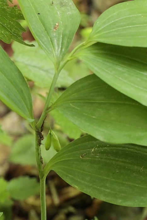 花も_d0367460_06314140.jpg