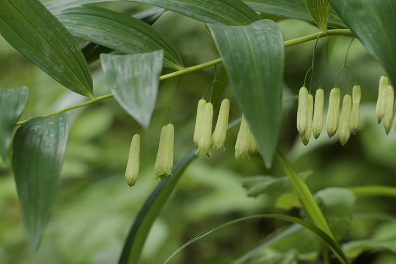 花も_d0367460_06322794.jpg