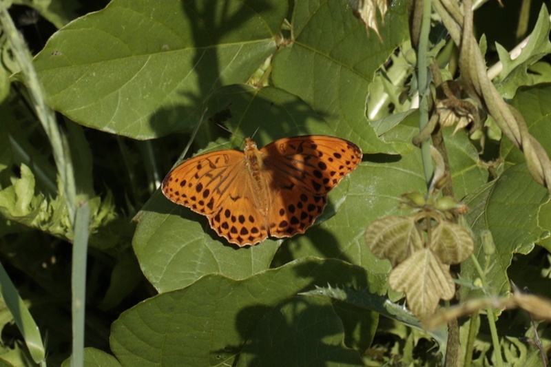 花も_d0367460_06323647.jpg