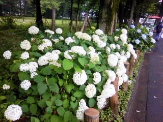 梅雨時のデートは「相合傘もまた楽し」_f0291565_15431741.jpg