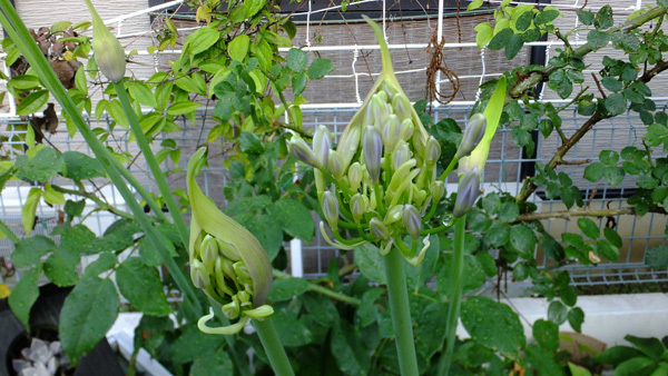 f0260167_19072086.jpg