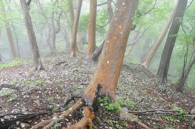 大峯のベニバナヤマシャクヤク　　　　観音峰_c0303868_11090984.jpg