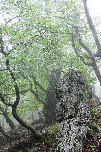 大峯のベニバナヤマシャクヤク　　　　観音峰_c0303868_11104198.jpg