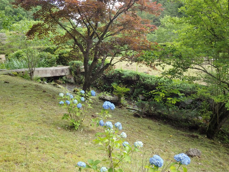 『水辺の花と呼吸根(コキュウコン)』_d0054276_20294276.jpg