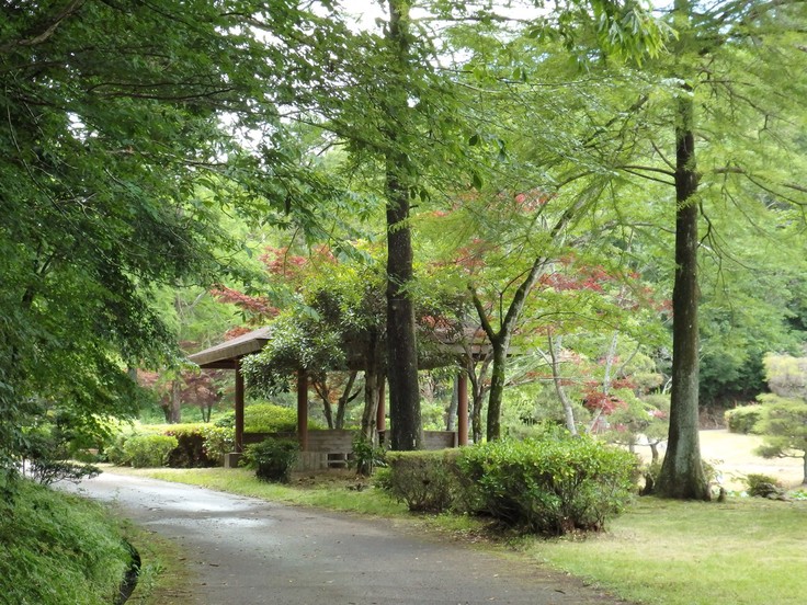 『水辺の花と呼吸根(コキュウコン)』_d0054276_2030229.jpg