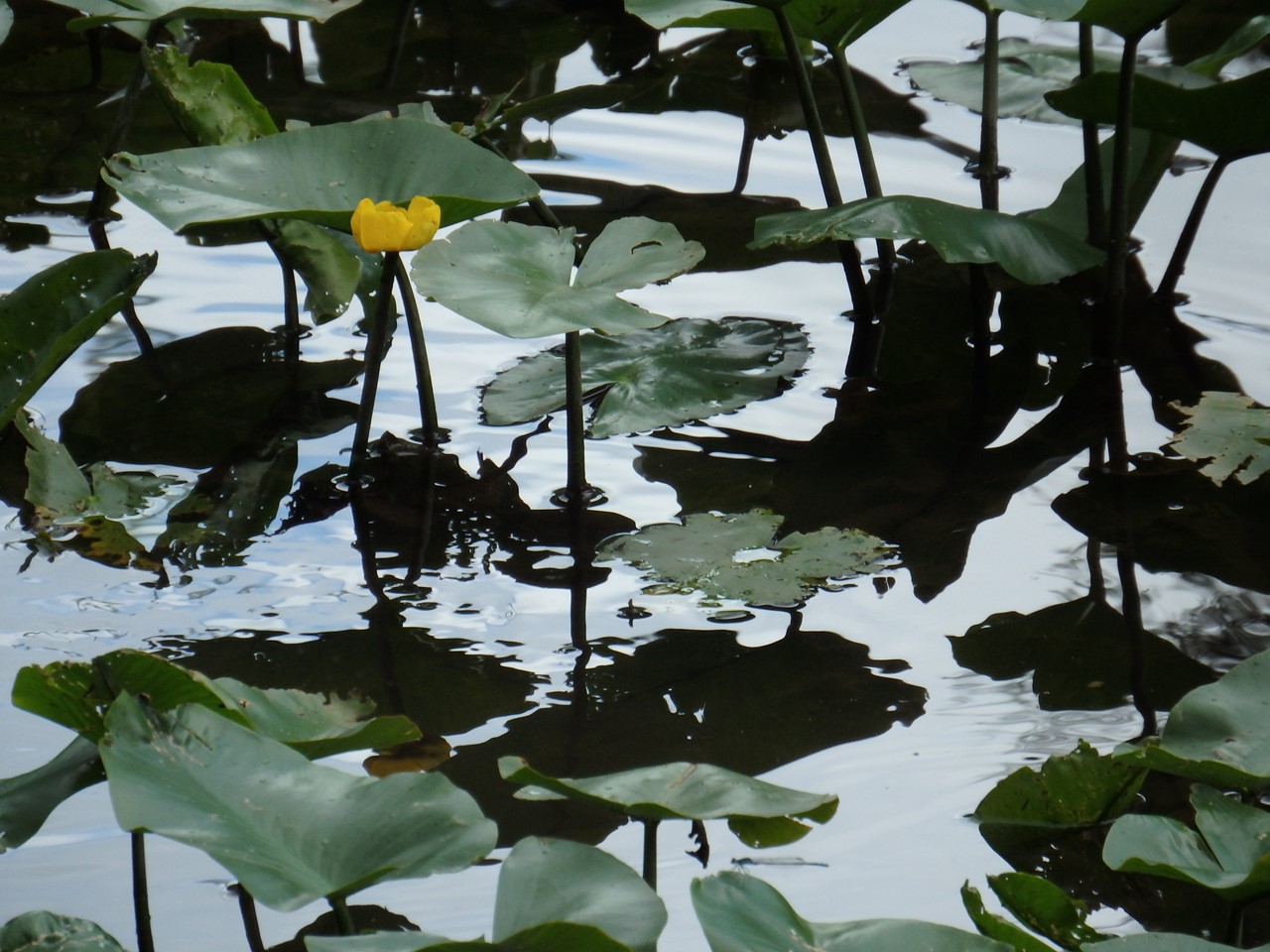 『水辺の花と呼吸根(コキュウコン)』_d0054276_20304137.jpg