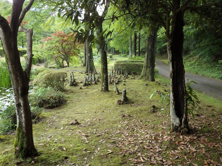 『水辺の花と呼吸根(コキュウコン)』_d0054276_2035418.jpg