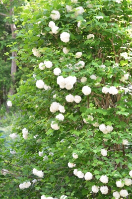 山中湖の素敵なお庭へ_a0252678_15580927.jpg