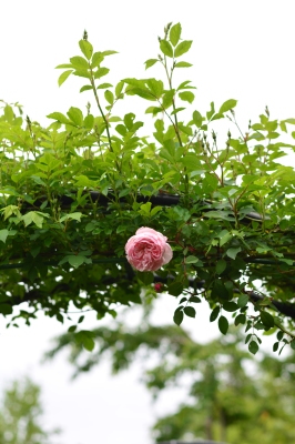 山中湖の素敵なお庭へ_a0252678_16131445.jpg