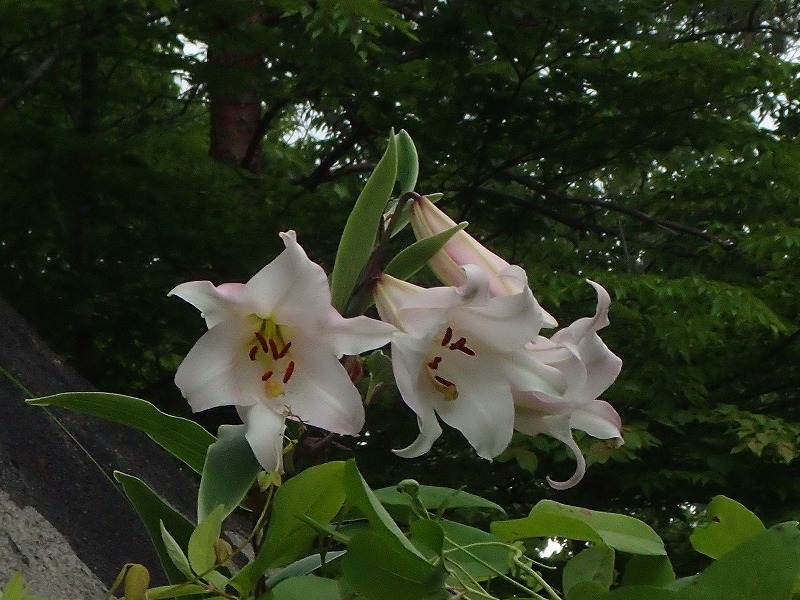 e0091879_01524028.jpg