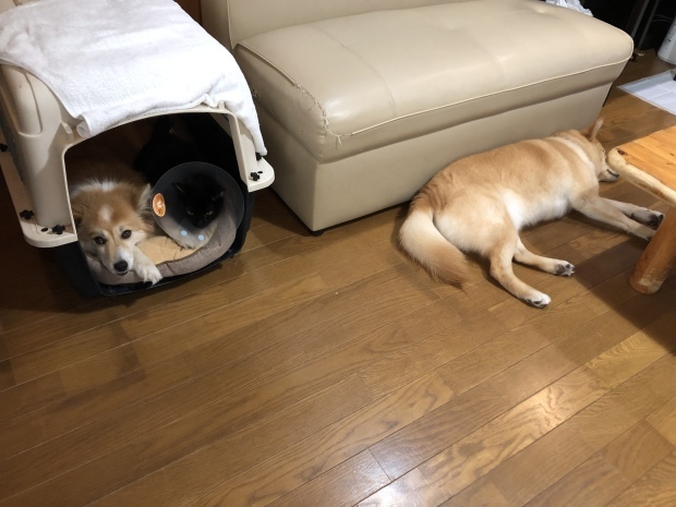 b0377882_17435739.jpeg