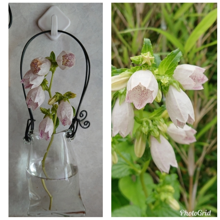 花盛り_c0204385_12494343.jpg