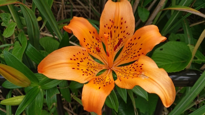 花盛り_c0204385_12501035.jpg