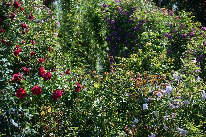 d0099791_21171017.jpg