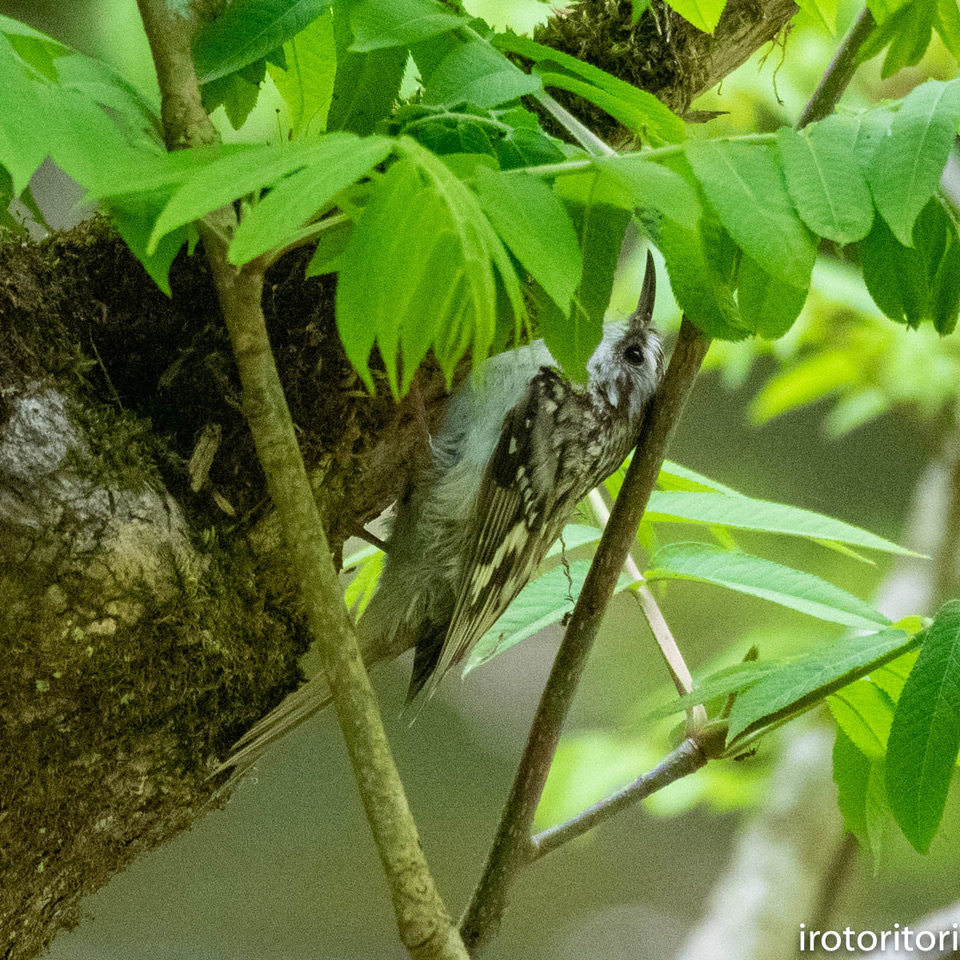 奥入瀬の鳥　　（キバシリ）　　2019/05/21_d0146592_20331974.jpg