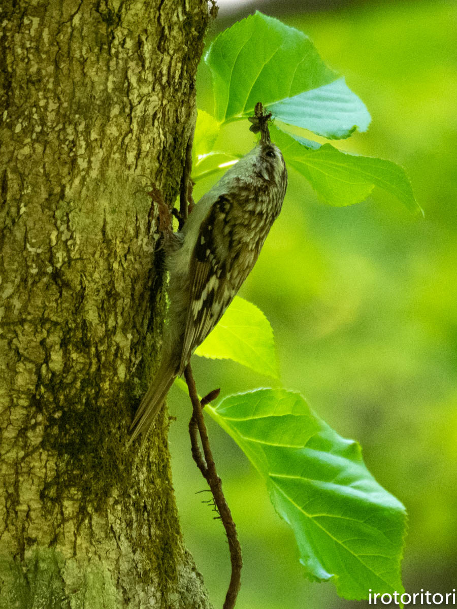 奥入瀬の鳥　　（キバシリ）　　2019/05/21_d0146592_20352057.jpg