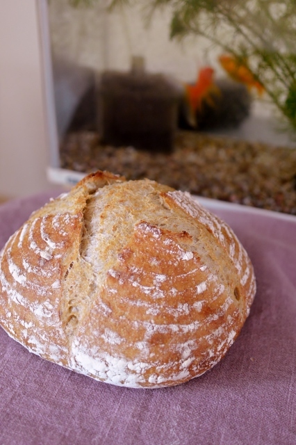 金魚とカンパーニュ 水戸市 茨城 のパン教室 Fika フィーカ 日々粉好日