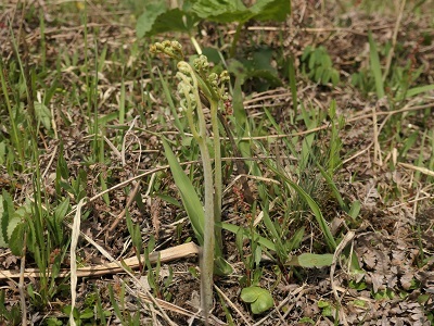 菅平牧場でわらび狩り　2019年6月_d0264892_23325453.jpg