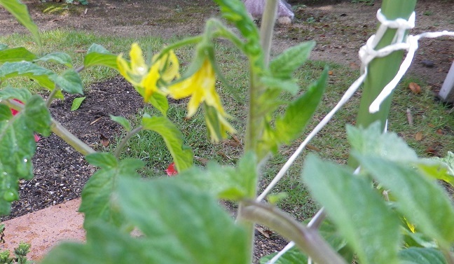e0034493_17461311.jpg