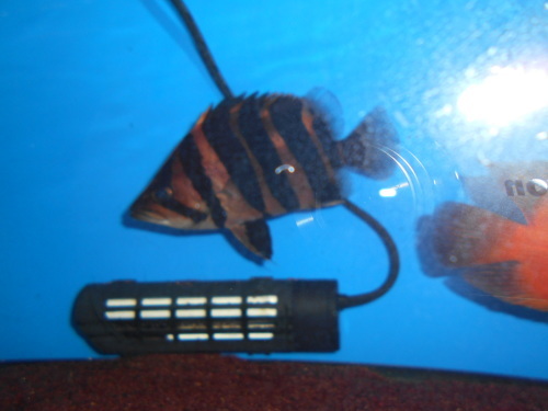 e0143096_12340010.jpg