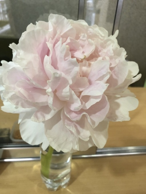ご近所付き合い_b0159098_11082300.jpg