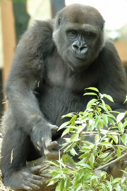 僕は1歳8ヵ月の ゴリラの男の子 上野動物園 旅プラスの日記 僕は1歳8ヵ月の ゴリラの男の子 上野動物園 旅プラスの日記